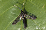 White-barred Clearwing (Synanthedon spheciformis)