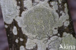 Common script lichen (Graphis scripta)