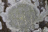 Common script lichen (Graphis scripta)