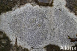 Common script lichen (Graphis scripta)