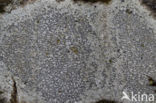 Common script lichen (Graphis scripta)
