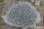 Common script lichen (Graphis scripta)