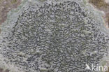 Common script lichen (Graphis scripta)