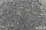 Common script lichen (Graphis scripta)