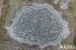 Common script lichen (Graphis scripta)