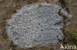 Common script lichen (Graphis scripta)