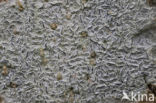 Common script lichen (Graphis scripta)