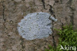 Common script lichen (Graphis scripta)