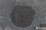 Ink lichen (Placynthium nigrum)