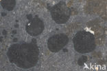 Ink lichen (Placynthium nigrum)