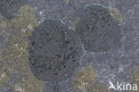 Ink lichen (Placynthium nigrum)