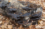 false tar spot fungus (ischnoderma resinosum)