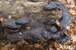 false tar spot fungus (ischnoderma resinosum)