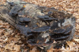 false tar spot fungus (ischnoderma resinosum)