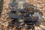 false tar spot fungus (ischnoderma resinosum)