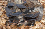 false tar spot fungus (ischnoderma resinosum)