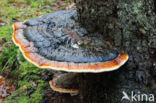 Red Banded Polypore (Fomitopsis pinicola)