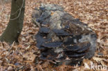 false tar spot fungus (ischnoderma resinosum)