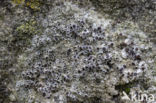Donkere schotelkorst (Lecanora horiza)