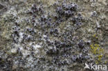 Donkere schotelkorst (Lecanora horiza)
