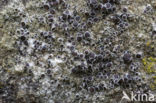 Donkere schotelkorst (Lecanora horiza)