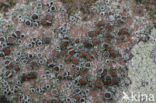 Donkere schotelkorst (Lecanora horiza)