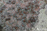 Donkere schotelkorst (Lecanora horiza)