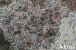 Donkere schotelkorst (Lecanora horiza)