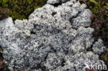 Cowpie lichen (Diploschistes muscorum)