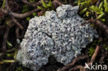 Cowpie lichen (Diploschistes muscorum)
