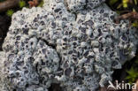 Cowpie lichen (Diploschistes muscorum)
