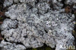Cowpie lichen (Diploschistes muscorum)