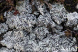 Cowpie lichen (Diploschistes muscorum)