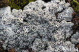 Cowpie lichen (Diploschistes muscorum)