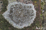 Kastanjebruine schotelkorst (Lecanora campestris)