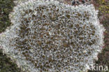Kastanjebruine schotelkorst (Lecanora campestris)