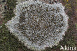 Kastanjebruine schotelkorst (Lecanora campestris)