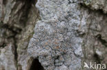 Melige schotelkorst (Lecanora carpinea)