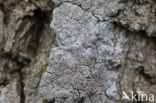 Melige schotelkorst (Lecanora carpinea)
