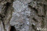 Melige schotelkorst (Lecanora carpinea)