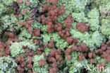 red moor crust (baeomyces rufus)