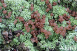 red moor crust (baeomyces rufus)