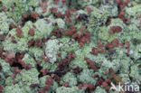 red moor crust (baeomyces rufus)