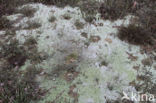 red moor crust (baeomyces rufus)