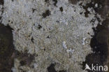 Witte schotelkorst (Lecanora chlarotera)