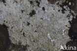 Witte schotelkorst (Lecanora chlarotera)