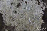 Witte schotelkorst (Lecanora chlarotera)