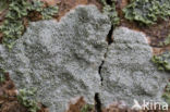 Witte schotelkorst (Lecanora chlarotera)