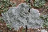 Witte schotelkorst (Lecanora chlarotera)