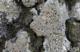 Witte schotelkorst (Lecanora chlarotera)